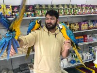 4 Aylık El Besleme Bebek Macaw