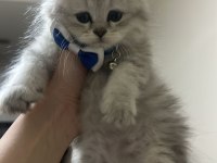 Erkek yavru british longhair