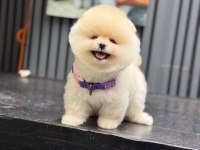 Pomeranian boo yavru köpeğimiz