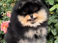 Pomeranian Boo Orjinal Irk Köpekler
