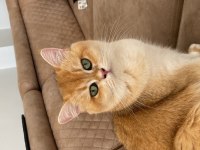British shorthair 1 yaşında