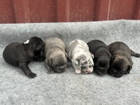 French Bulldog Bebekler