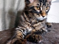 Full şecereli maine coon ünvanlı ebeveynlerden