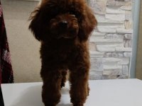 1 yaşında minyatür poodle eğitimli erkek 2 yaş dişi