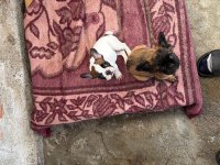 Son dişi french bulldog günü gelen aşıları yapıldı