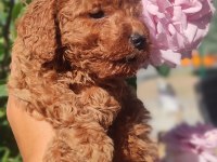 Poodle En Sevilenler Geldi