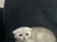 YAVRU KEDİLERİMİZİ SAHİPLENDİRECEĞİZ