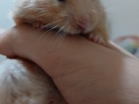 Ankara hamster 9 aylık
