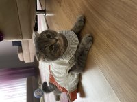 Scottish fold
