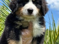 Dağ Köpeği Bernese Yavruları Çiftlikten