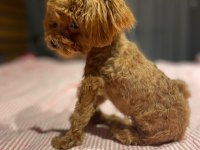 KORE YAVRUSU A KALİTE TEACUP TOY POODLE RED BROWN YAVRULAR