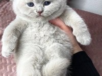 British Shorthair Yavrular Evinizin Neşesi Olacaktır