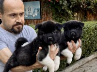 Amerikan Akita Yavrularımız