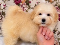 MALTİPOO BİBLO ERKEK