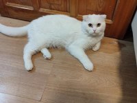 Scottish fold kedisi