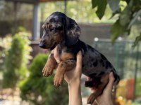 Dünyalar Tatlısı Merle Dachshund Sosis Bebeğimiz