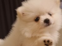 Kar beyazı çok iyi kalite pomeranian boo