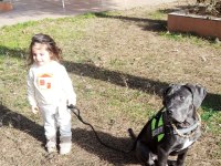 Cane corso blue 7 aylık erkek yavru