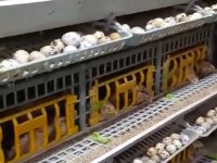 LEZZETLİ ŞİFALI BILDIRCIN ETİ
