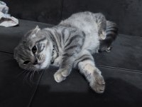 7 aylık erkek british longhair
