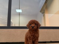Kore Poodle Erkek Yavrumuz