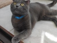 Duman 12 Aylık Erkek Kedimiz