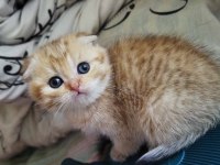 Golden, silver ve lilac scottish fold yavrular