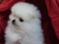 Kar beyazı erkek pomeranian