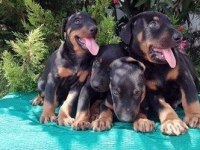 Irk ve Sağlık Garantili Doberman Yavrular