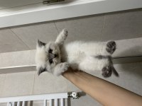 Erkek Dişi British Shorthair Bebeklerim