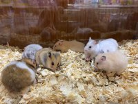 HAMSTERLAR GELDİ