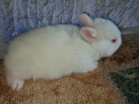 Netherland Dwarf Hollanda Cücesi Tavşan