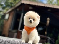 Yavru Pomeranian Boolarımız