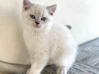 SAFKAN İRİ YAPILI BRİTİSH SHORTHAİR YAVRULAR