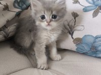 Safkan British shorthair yavrular