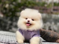Pomeranian boo 2.5 aylık dişi erkek