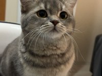 British Shorthair 12 Aylık Kedimiz