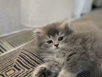 British Longhair