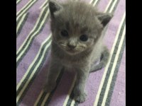 Uyguna Verilecektir British Shorthair