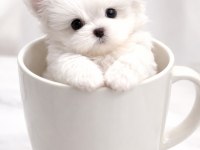 Teacup Maltese Terrier