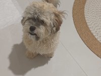 Shih Poo Yavrumuz
