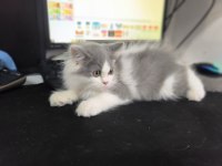 Bicolor British Longhair