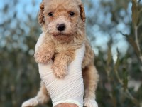 Toy poodle bebekler