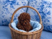 Orjinal Garantili Ev Üretimi Toy Poodle
