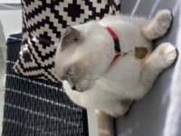 Scottish fold dişi 2 yaşında