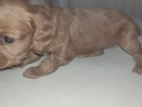 MİNYATÜR COCKER YAVRULARI TUVALET EĞİYİMİ BAŞLANDI