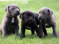 Heybetli Üst Kalite Cane Corso Yavrular