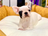 EŞSİZ GÜZELLİKTE ORJİNAL SAFKAN FRENCH BULLDOG YAVRULAR
