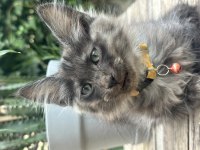 İki buçuk aylık maine coon yavruları