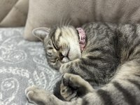 Güzel british shorthair kızıma yuva arıyorum